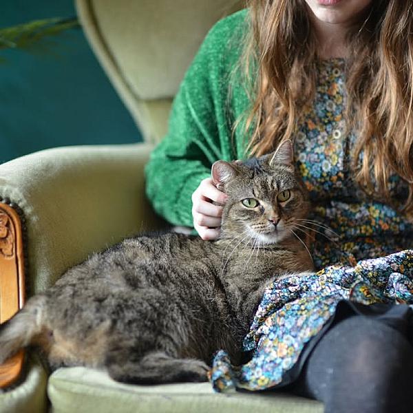 Kattenpraat