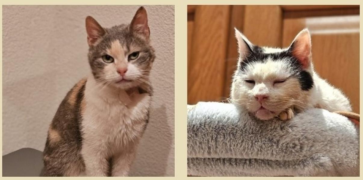 Kattenpraat