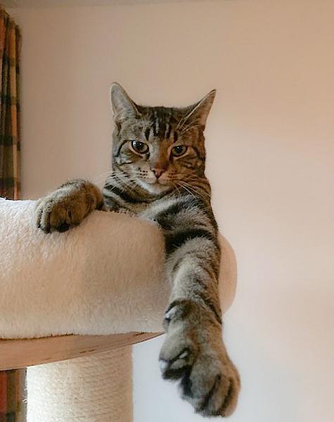 Kattenpraat