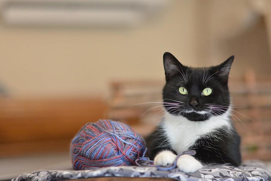 Kattenpraat