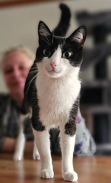 Kattenpraat