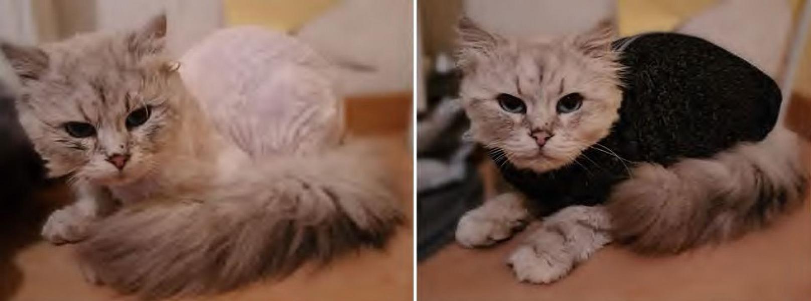 Kattenpraat