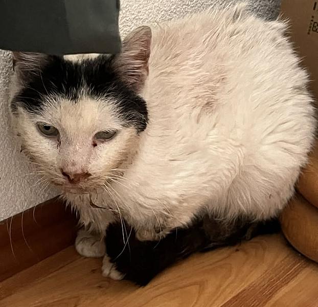 Kattenpraat