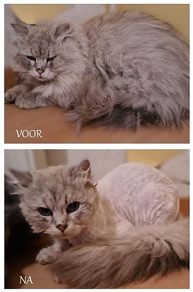 Kattenpraat