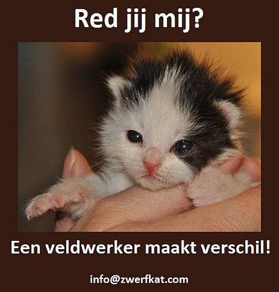 Kattenpraat