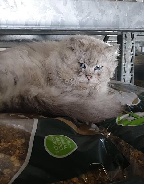 Kattenpraat