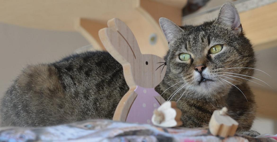 Kattenpraat