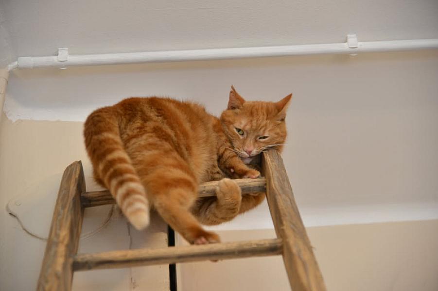 Kattenpraat