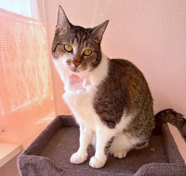 Kattenpraat