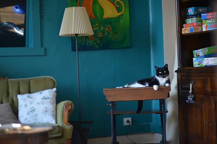 Kattenpraat