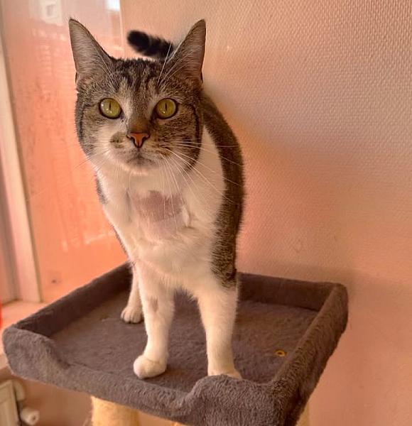 Kattenpraat