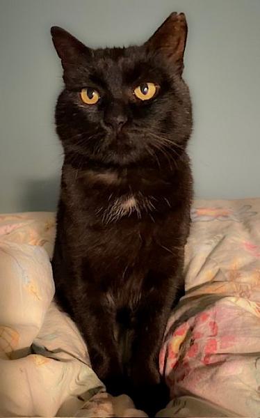 Kattenpraat