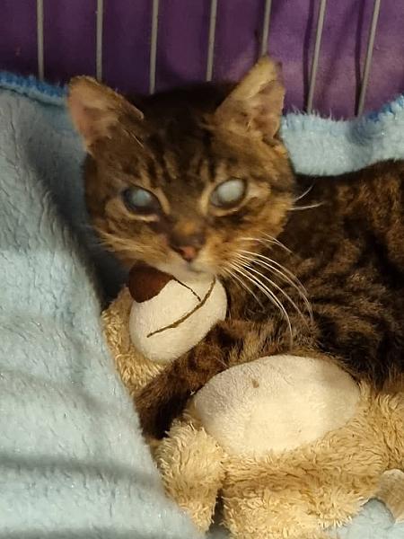 Kattenpraat