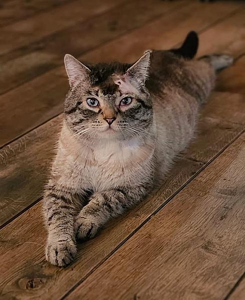 Kattenpraat