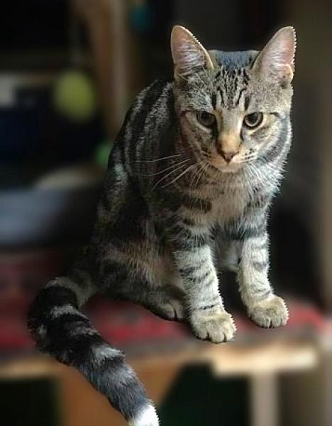 Kattenpraat