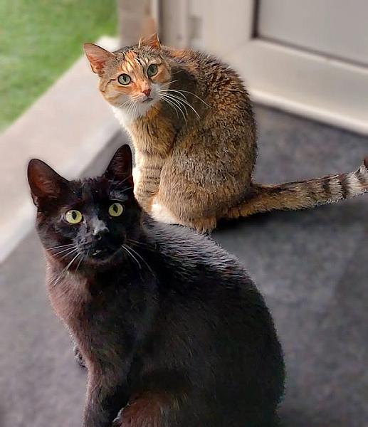 Kattenpraat