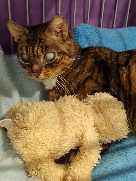 Kattenpraat
