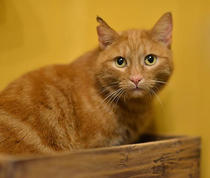 Kattenpraat