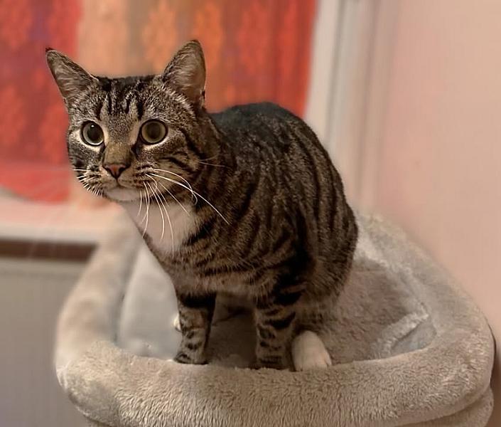 Kattenpraat