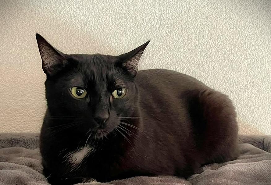 Kattenpraat