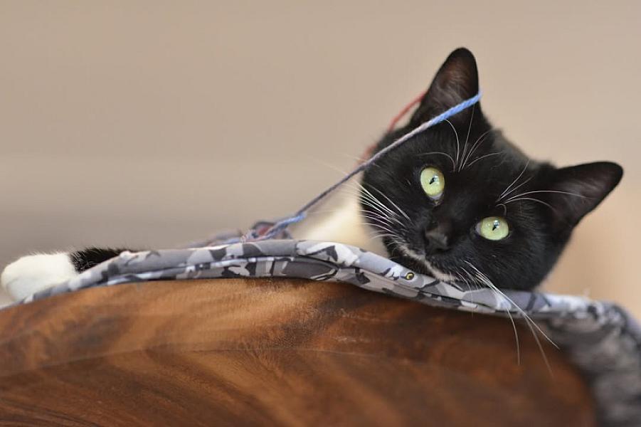 Kattenpraat