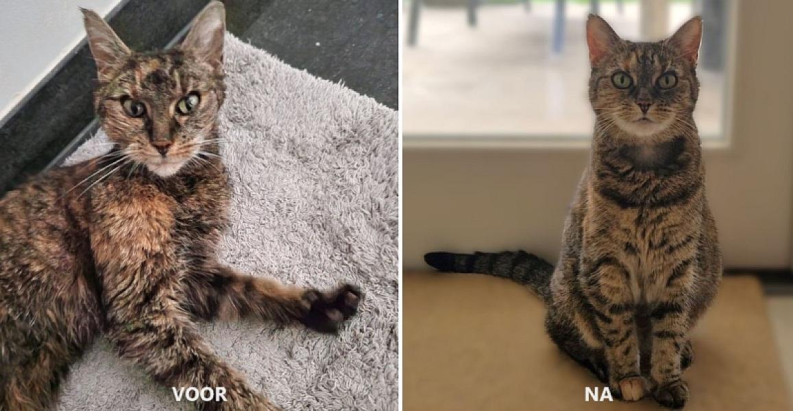 Kattenpraat