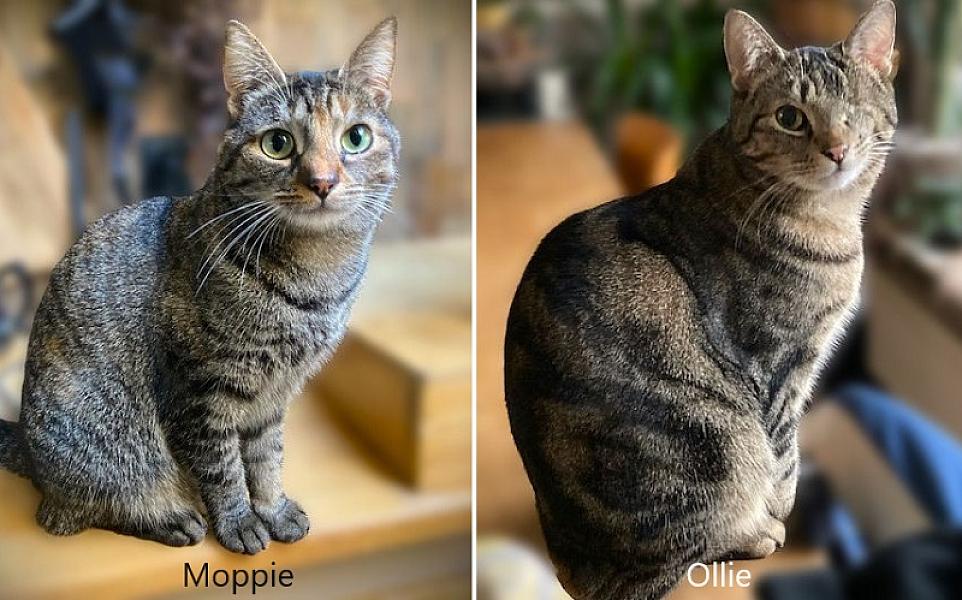 Kattenpraat