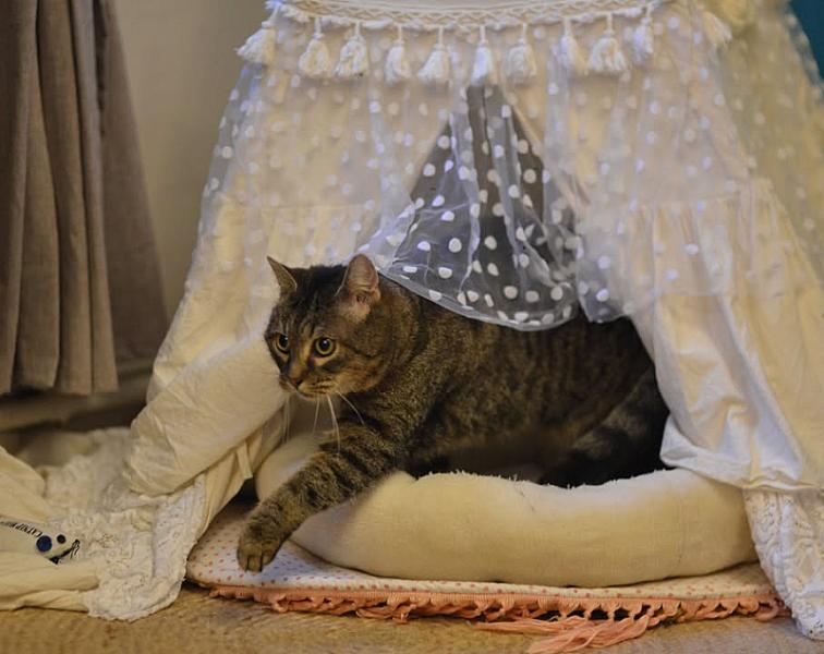 Kattenpraat
