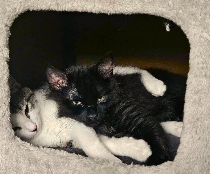 Kattenpraat