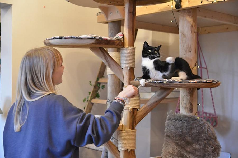 Kattenpraat