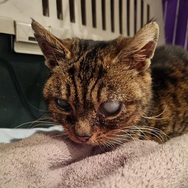 Kattenpraat