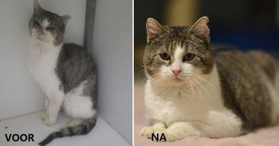 Kattenpraat