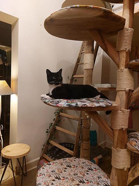 Kattenpraat