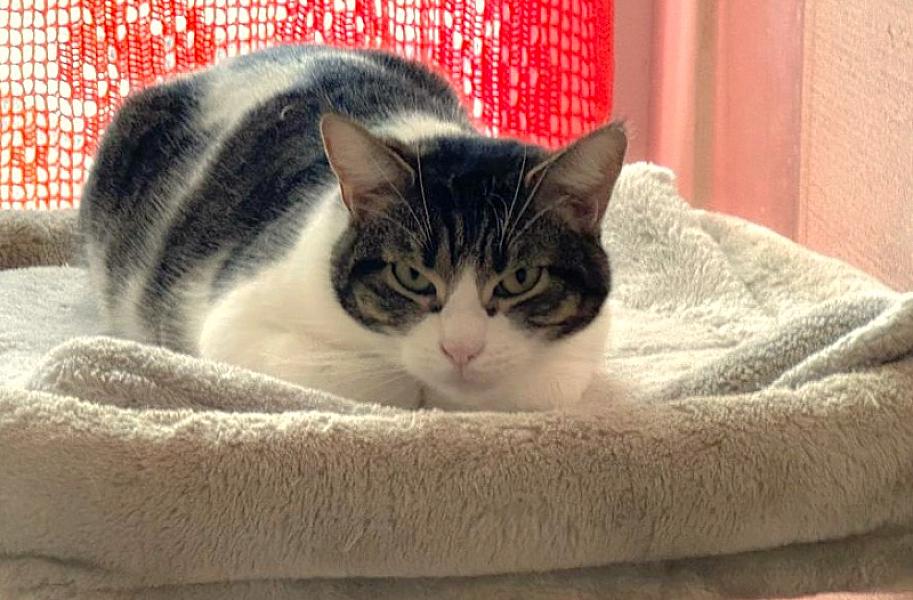 Kattenpraat