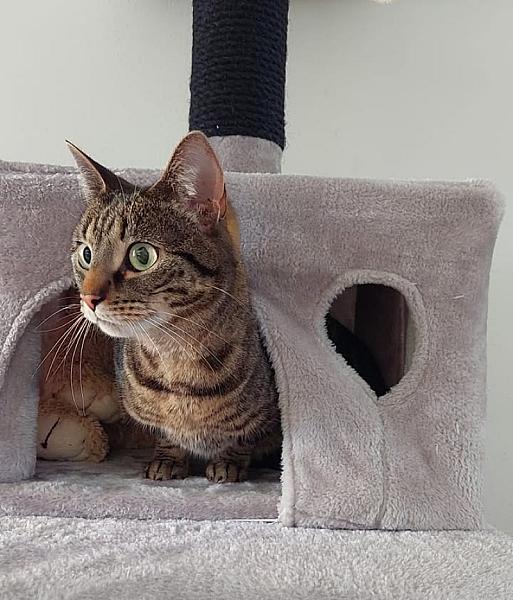 Kattenpraat