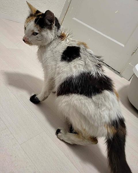 Kattenpraat