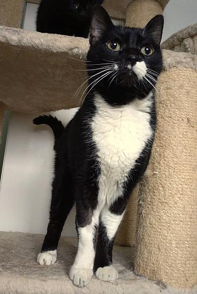 Kattenpraat