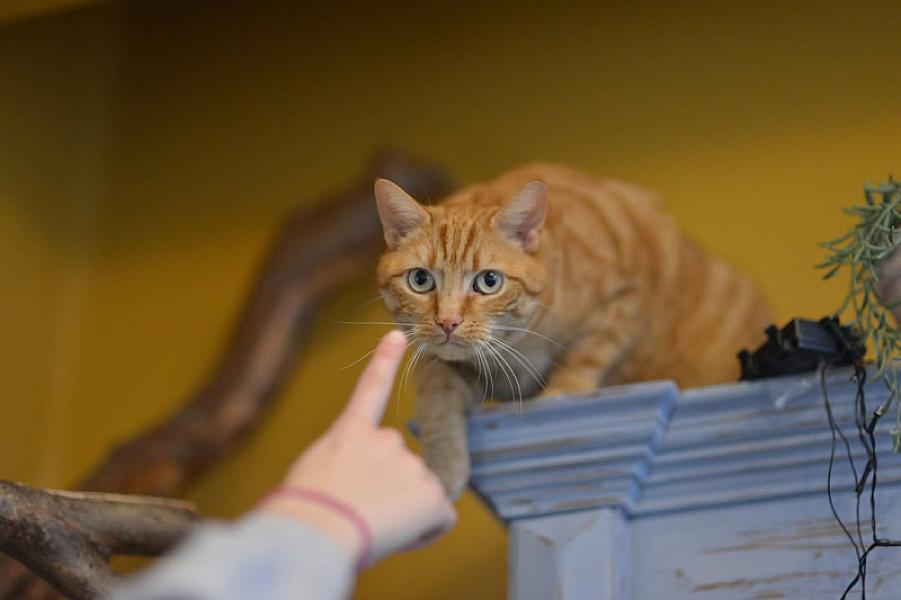 Kattenpraat