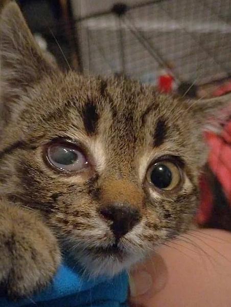 Kattenpraat