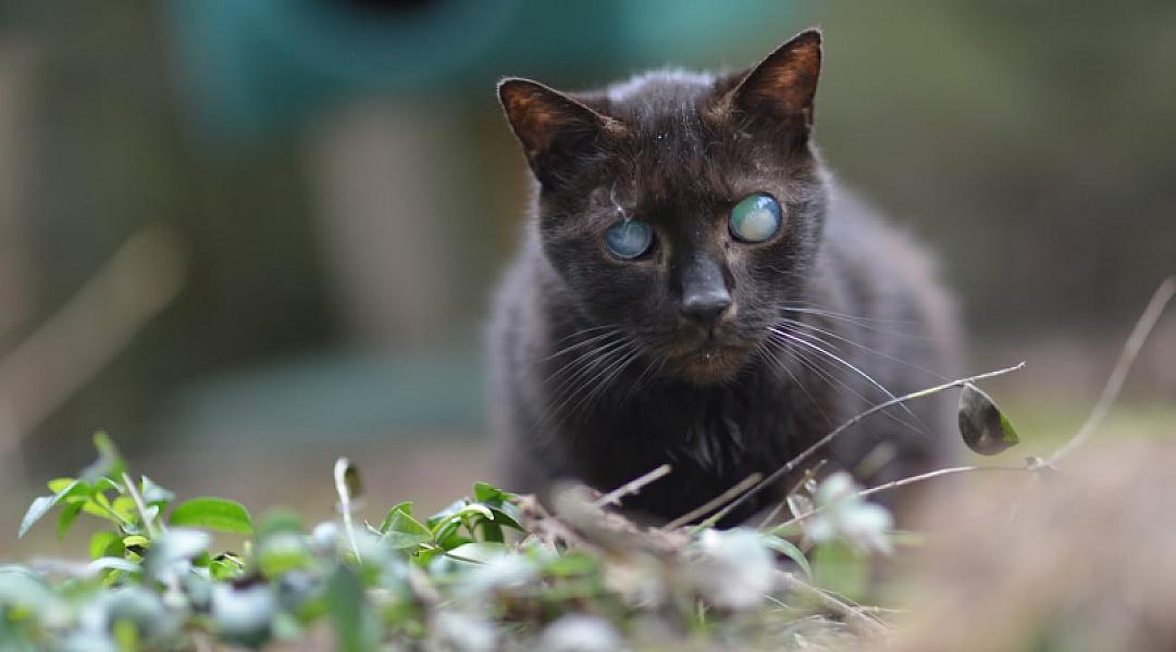 Kattenpraat