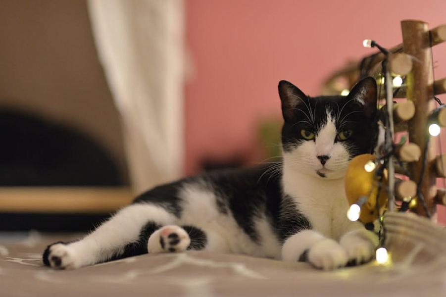 Kattenpraat