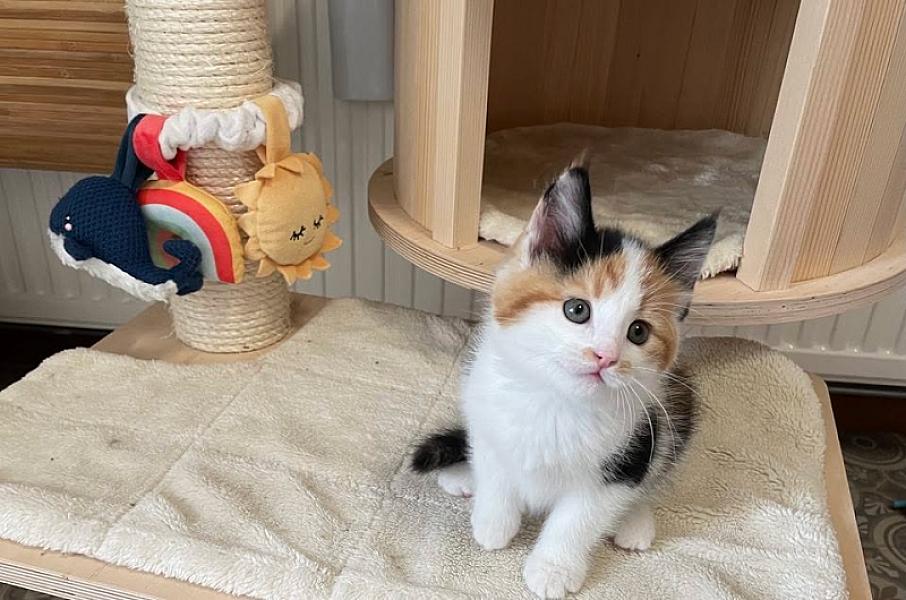 Kattenpraat