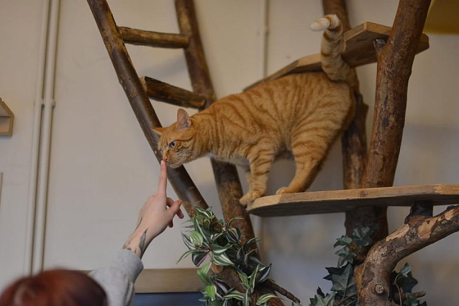 Kattenpraat