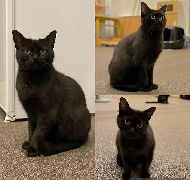 Kattenpraat
