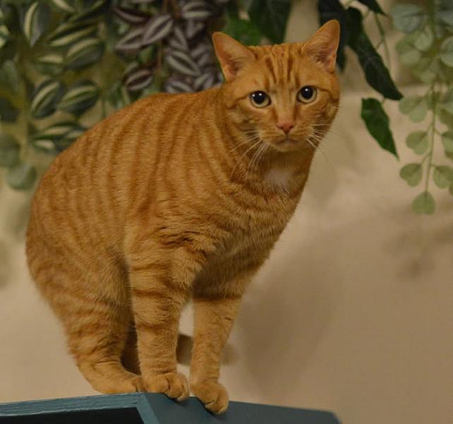 Kattenpraat