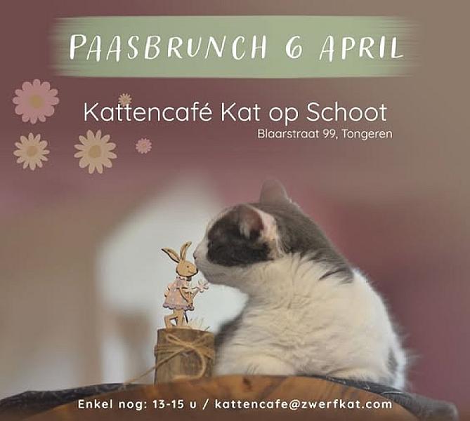Kattenpraat