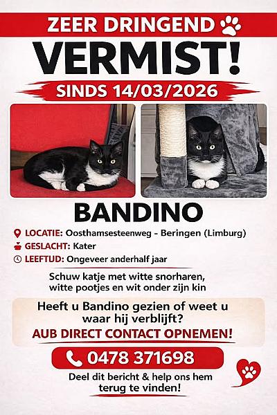 Kattenpraat