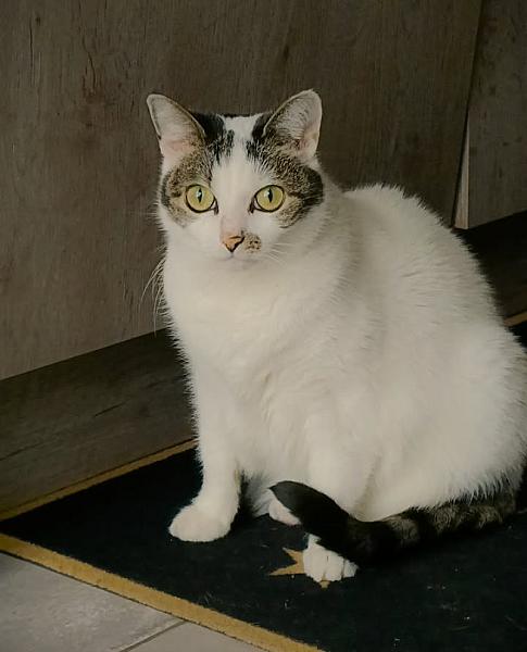 Kattenpraat