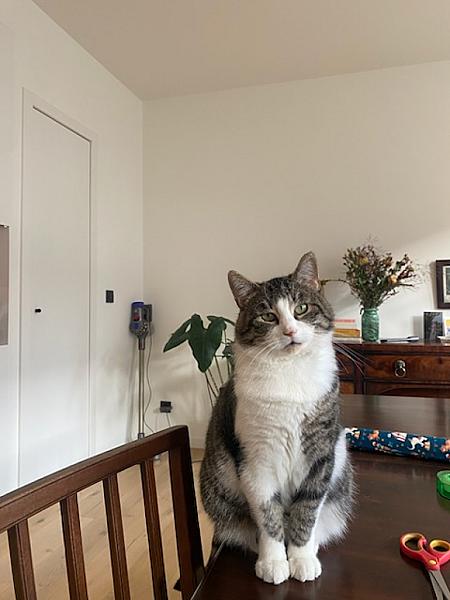 Kattenpraat