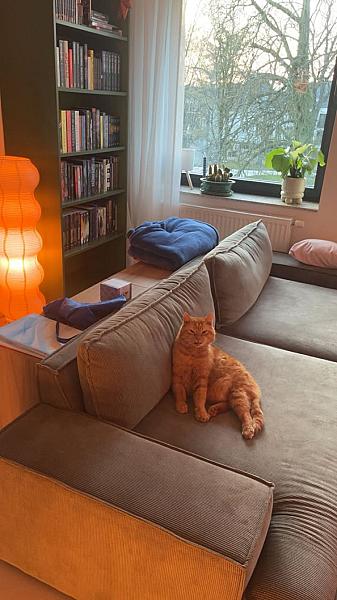 Kattenpraat